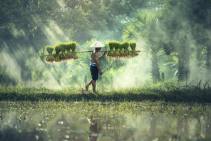 agriculture-asia-countryside-cropland-235731